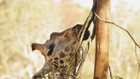 giraffe licking and biting branch of tree