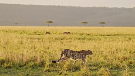 cheetah cazando jabalí en una caza en áfrica, animales salvajes africanos en masai mara safari, kenia en masai mara, increíble comportamiento animal en la hermosa luz del sol dorado