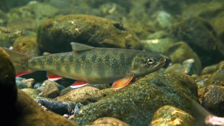 Dolly-Varden-Fisch 01