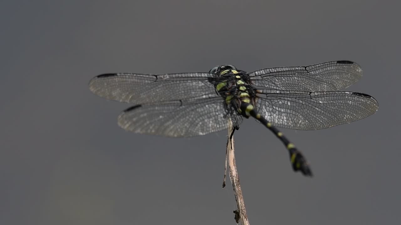 la libélula de cola de brida común se ve comúnmente en tailandia y asia