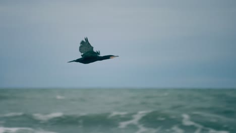 seabird flying over choppy ocean waves
