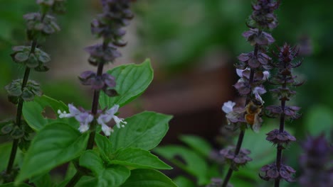 Abeja-Australiana-En-Busca-De-Néctar-En-Flor-De-Albahaca---Cerrar