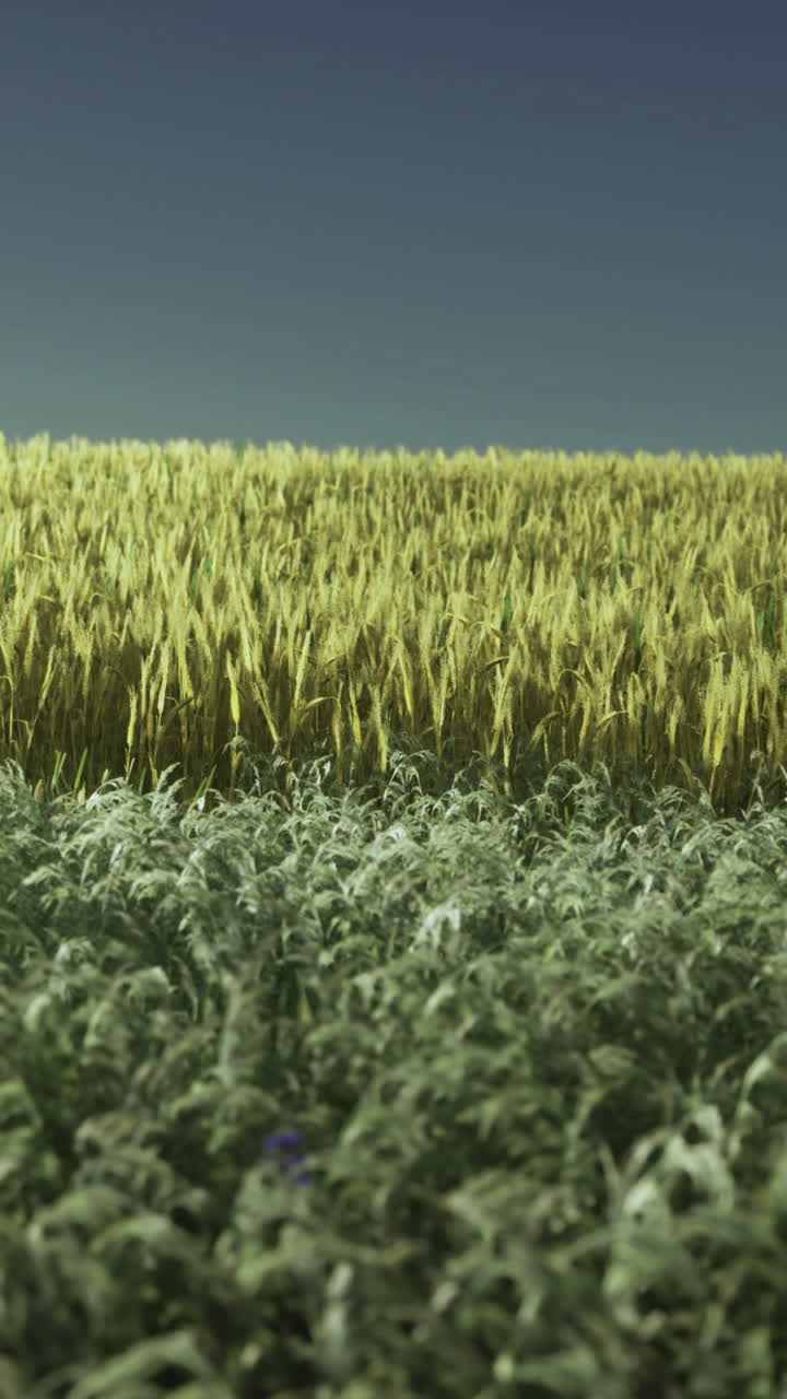Golden fields sway gently under a clear blue sky at twilight