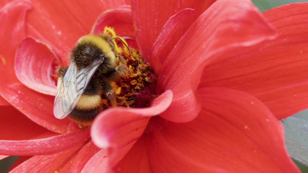 Extreme close-up of a fuzzy bumblebee gathering pollen from a bright red daisy flower