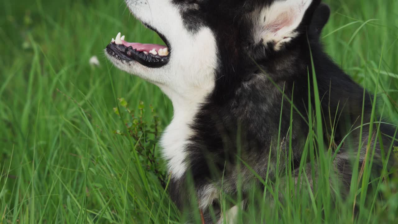 자연 속 의 알래스카 말라무트 - 근접 사진