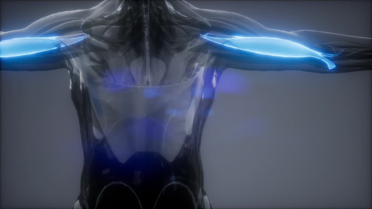 비 ⁇ 스 - 눈에 보이는 근육 해부학 지도