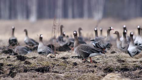 large flock of white-fronted and other geese during spring migration resting and feeding on meadow take off