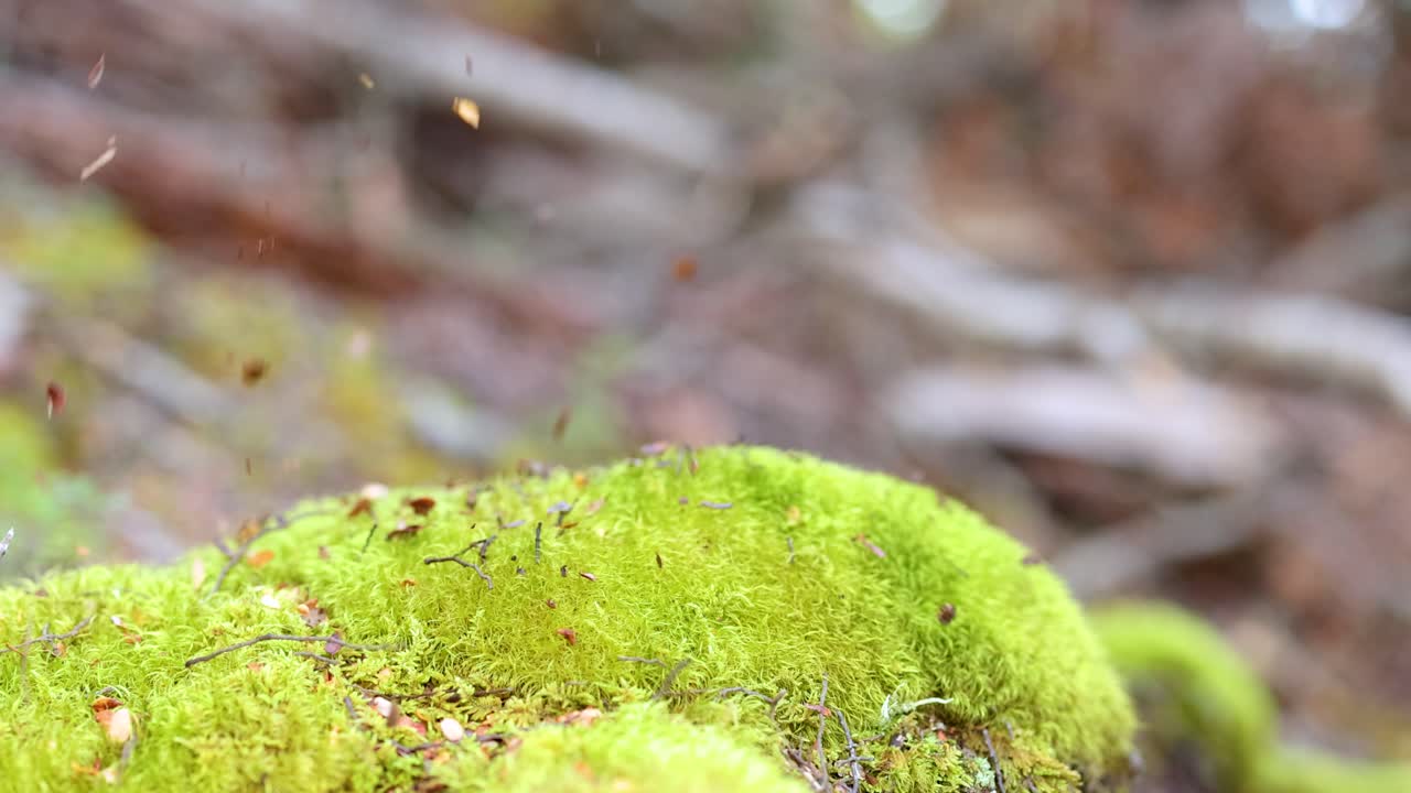 Autumn leaves drift gently onto vibrant moss-covered bark, soft daylight, shallow focus, steady camera