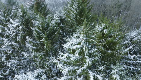 Die-Ruhe-Nach-Dem-Schneesturm-Wird-In-Der-Drohnenansicht-Eines-Waldes-Im-Mittleren-Westen-Eingefangen,-Der-Sich-Jetzt-In-Ein-Winterwunderland-Verwandelt-Hat