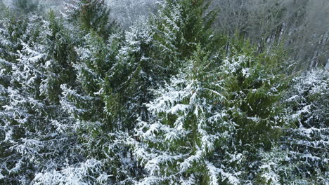 post-blizzard tranquility is captured in a drone's view of a midwest forest, now transformed into a winter wonderland