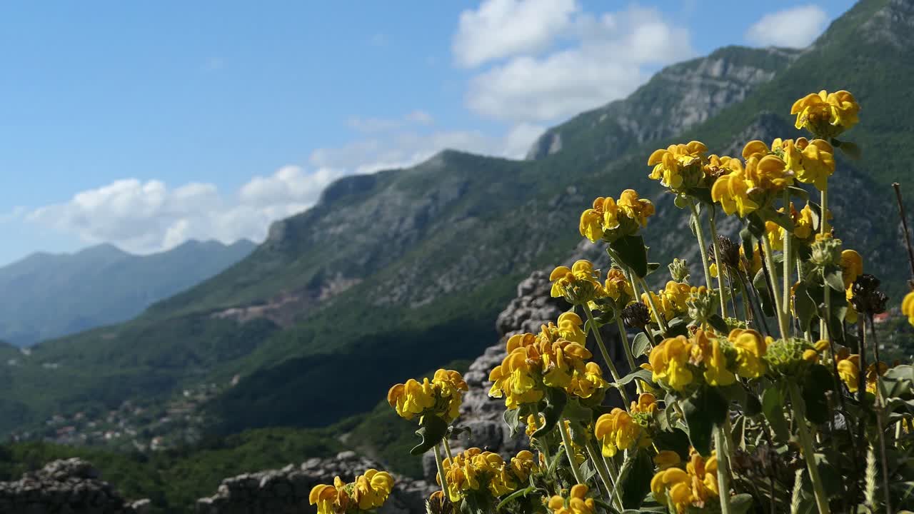 hermosa vista de la montaña verde y el cielo azul con flores silvestres amarillas