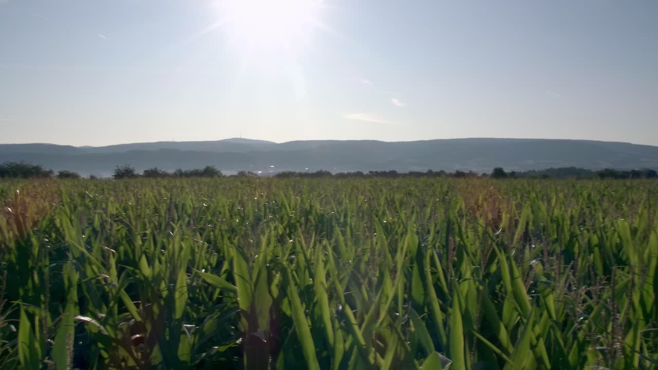 Cornfield in Franconia with Fichtelgebirge in the background - 7