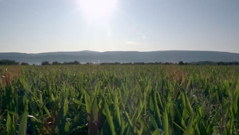 cornfield in franconia with fichtelgebirge in the background - 7