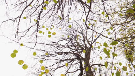 steady motion around a tree without leaves in winter