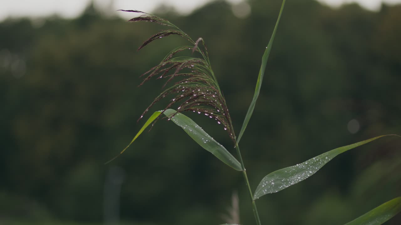 las gotas de lluvia en los pastos verdes del bosque salvaje se agitan lentamente
