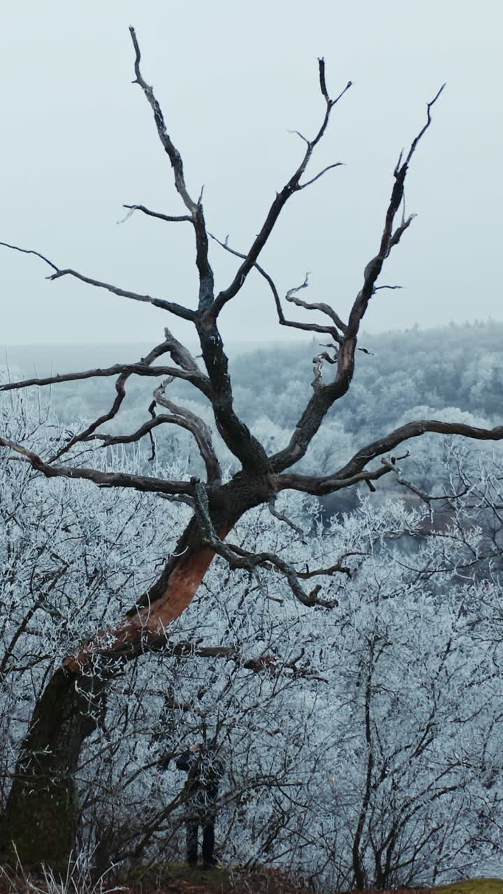 Mountain forest in winter. Trees covered with frost in nature. Unusual dry tree on the white snowy background of a forest. Vertical video