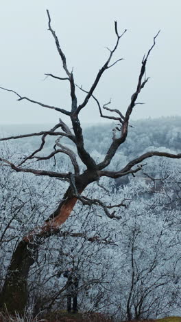 mountain forest in winter. trees covered with frost in nature. unusual dry tree on the white snowy background of a forest. vertical video