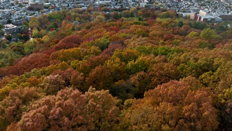 Colorful-trees-and-forest-border-on-downtown-urban-city