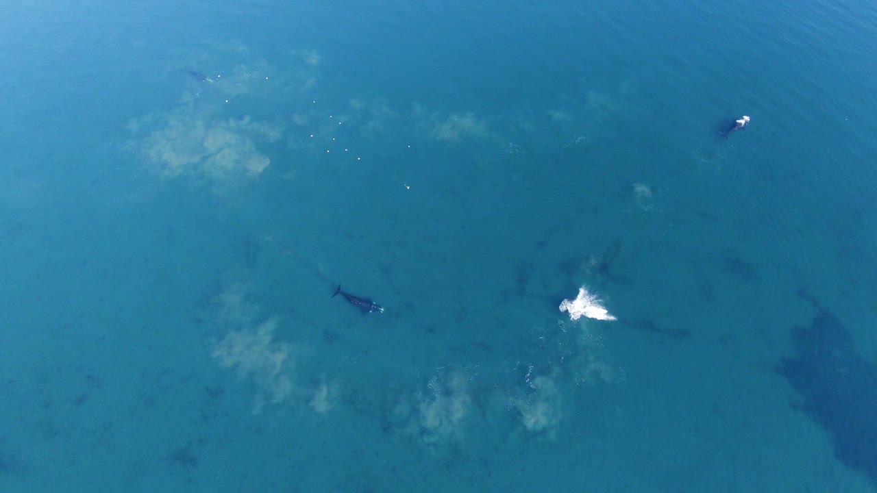 Top View Of A Whale Calf Breaching In The Beautiful Sea With Mother Whale Swimming - aerial slow motion
