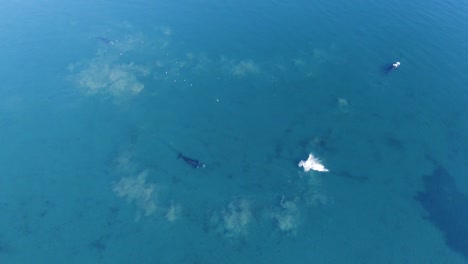 Top-View-Of-A-Whale-Calf-Breaching-In-The-Beautiful-Sea-With-Mother-Whale-Swimming---aerial-slow-motion