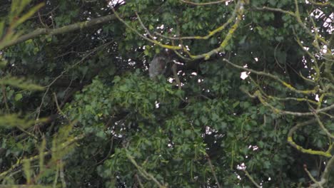 gray squirrel jumping between tree branches