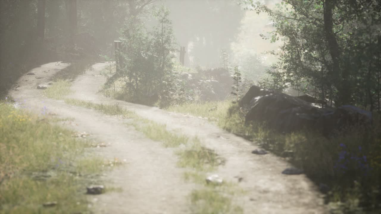 안개 가 가득 한 여름 아침 에  ⁇ 나무 들 에 들어오는  ⁇ 빛