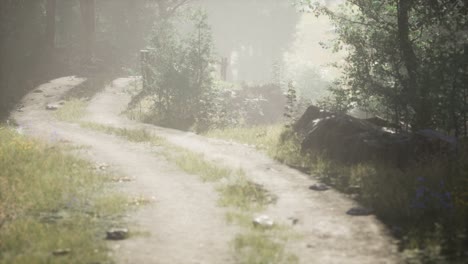 sunbeams entering coniferous stand on a misty summer morning