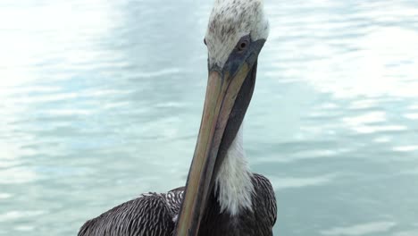 Outstanding-video-of-a-pelican-in-Belize,-Caye-Caulker-island