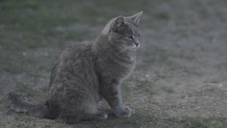 gray cat sitting outdoors