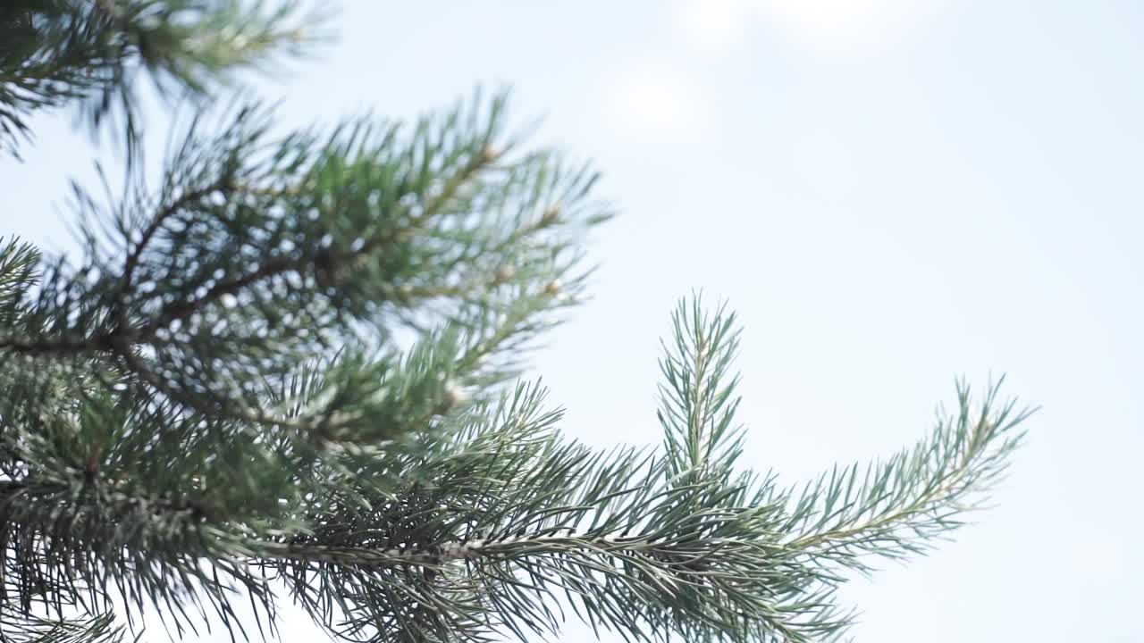 Pine Tree Branches Against a Blue Sky
