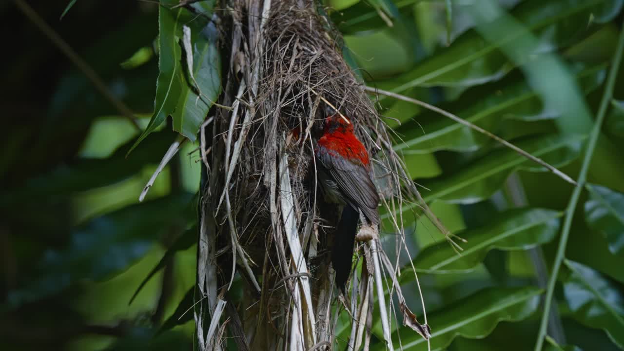 Crimson Sunbird Mother And Babies On A Hanging Nest Made Of Grass. Close-up Shot