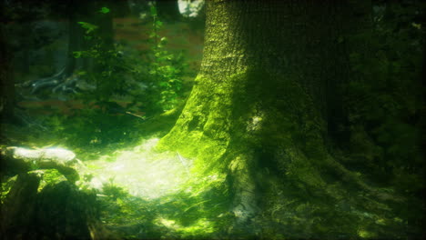 raíces de árboles y sol en un bosque verde