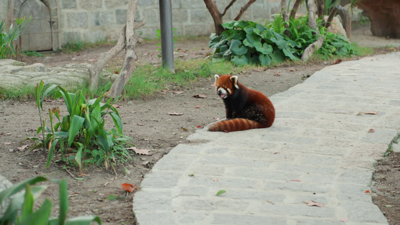 Panda rosso su un sentiero da giardino, con la coda arricciata. Sentiero in pietra, piante frondose, sfondo dell'ambiente attenuato, luce diurna soffusa. Un umore calmo e contemplativo, prospettiva ravvicinata laterale che cattura la texture della pelliccia e la quiete.
