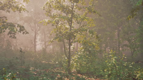 Wooded-forest-trees-backlit-by-golden-sunlight