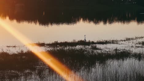 sunset heron on lake