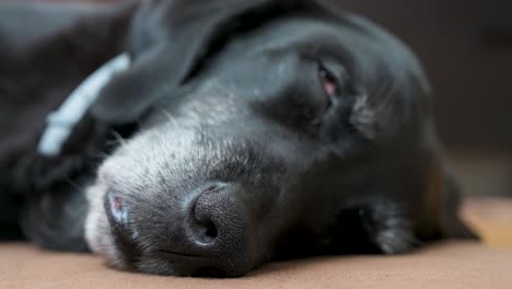 vista de enfoque estrecho de la nariz de un perro negro senior dormido mientras se encuentra en el piso de la casa