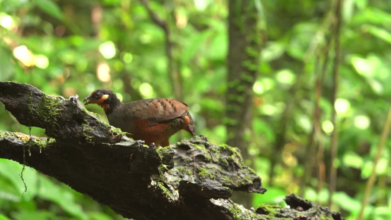 栗の腹のカタツムリが食べ物をくのを見られ別の鳥が角をいて見られました