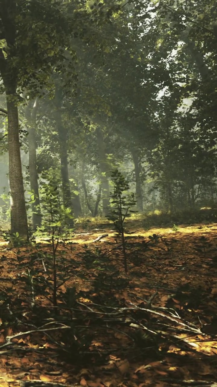 La luce del sole filtra tra gli alberi in una foresta con foglie cadute a terra.