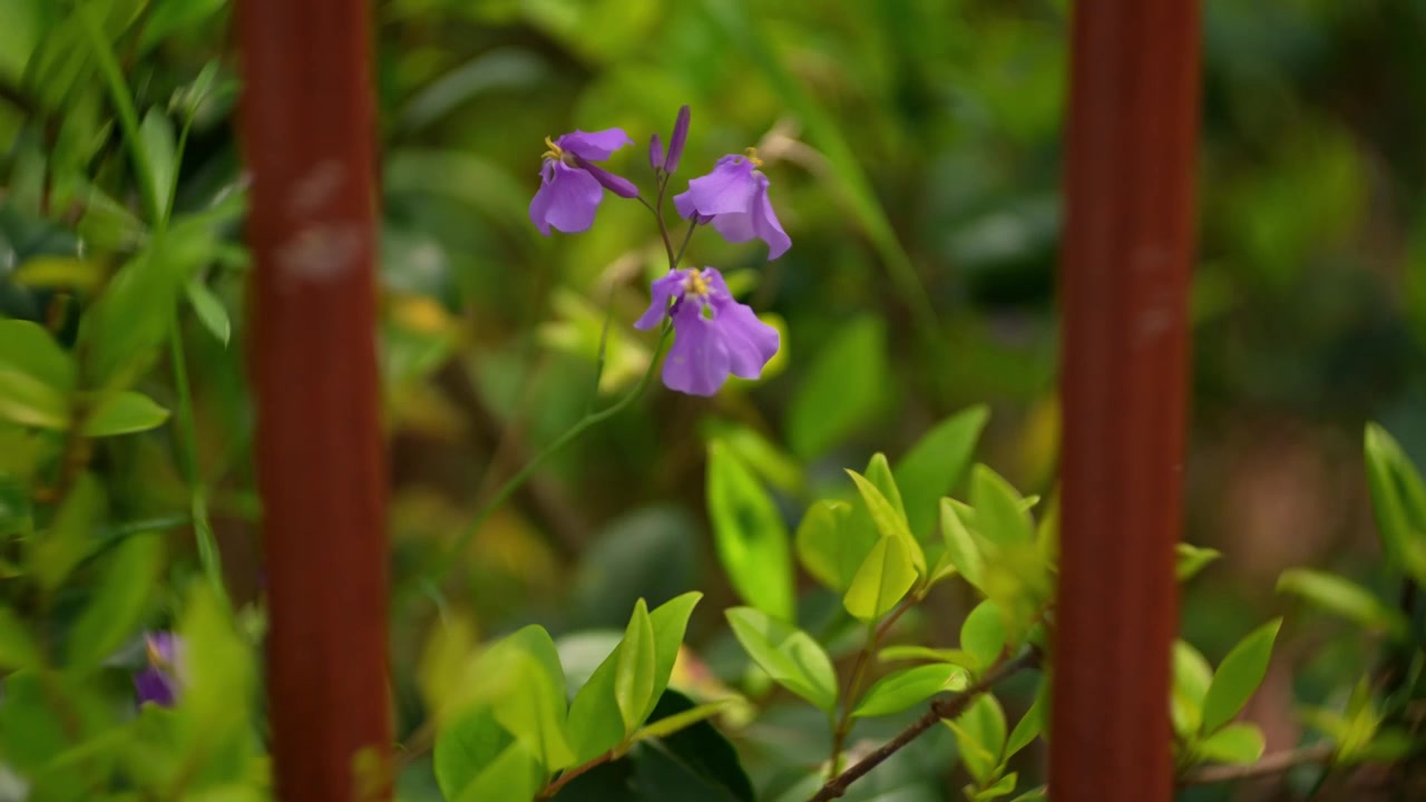 Berro violeta chino en un día ventoso.