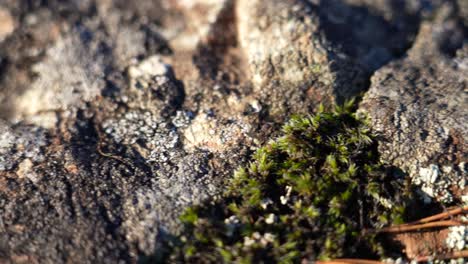 roca de musgo con tiro al atardecer macro de liquen