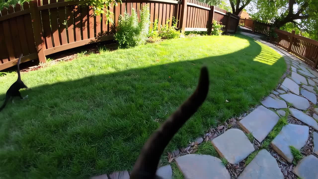 gato negro en un jardín