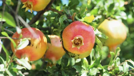 wild pomegranate on a tree, home garden, pomegranate tree at sunshine day