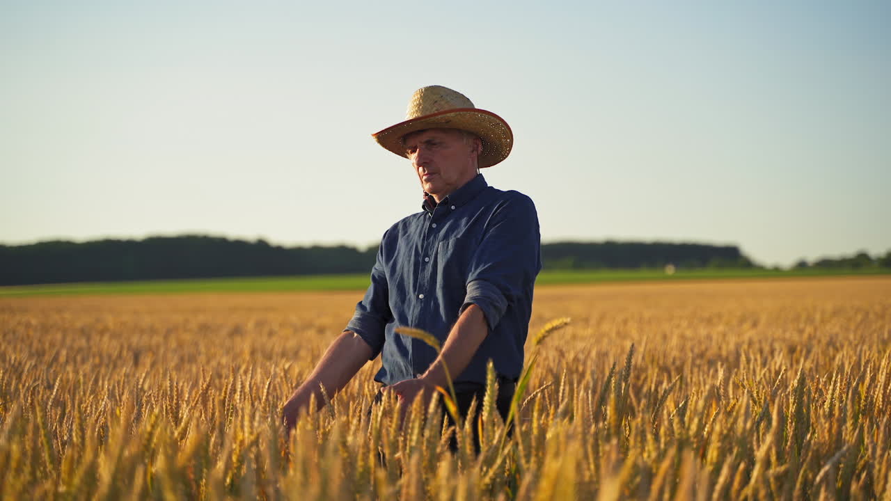Agronomist on golden field. Farmer in straw hat walking among agricultural plants and touches wheat ears at sunset.