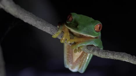 Lebendige-Schönheit-Eines-Grünen-Frosches-Mit-Auffallend-Orangefarbenen-Augen,-Der-In-Seinem-Natürlichen-Lebensraum-Auf-Einem-Ast-Thront-Und-Seine-Geschicklichkeit-Und-Anpassung-An-Das-Leben-Auf-Bäumen-Zur-Schau-Stellt