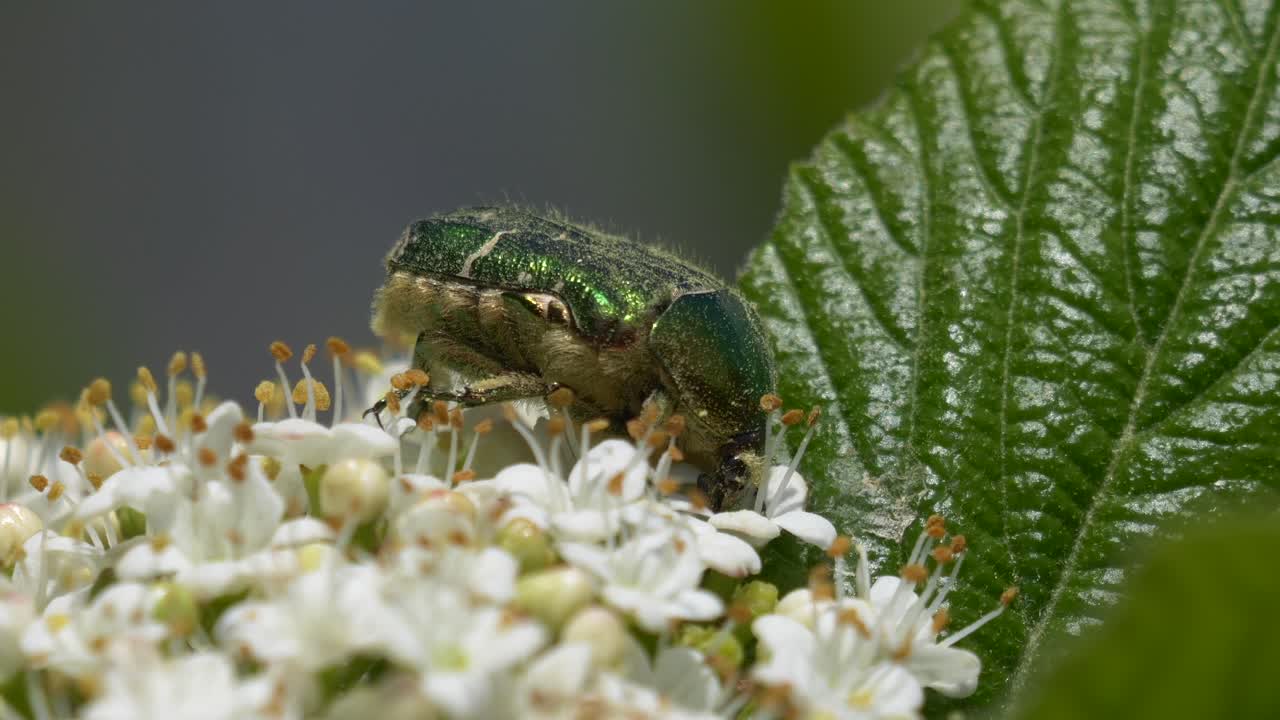 꽃에서 꽃가루를 모으는 금공 정벌레 또는 녹색 장미 자루