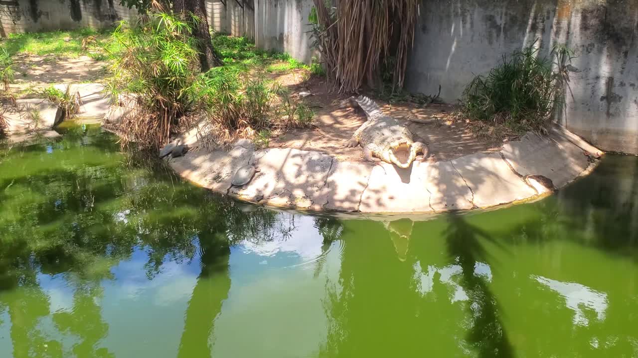Captive reptile resting on the edge of a murky green pond, showcasing the impressive teeth and scale of the predator