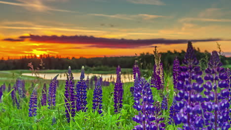 Purple-flower-Lupine-in-Bloom-at-the-Sunrise-Mountains-Landscape,-Steadicam-Shot