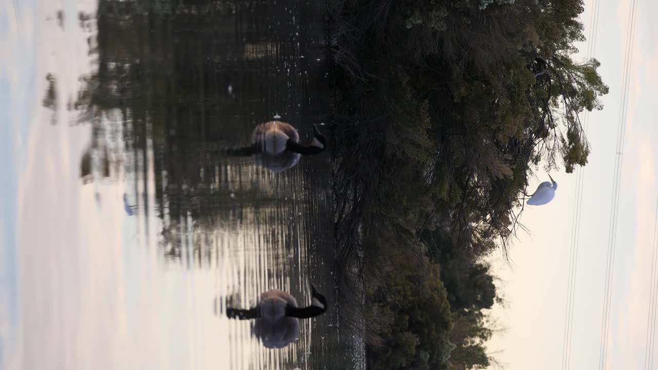 вертикальный снимок цапли и гусей в пустынном пруду в аризоне
