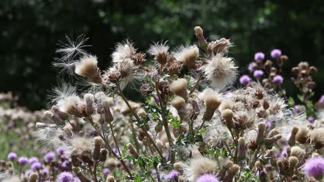 cabezas de semillas de cardo. julio. verano. inglaterra. reino unido