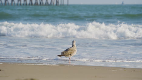 toma estacionaria de gaviota viendo las olas del océano pacífico chocar contra la orilla de la playa ventura ubicada en el sur de california